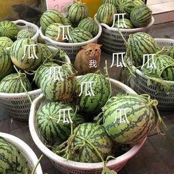 娱乐168吃瓜,揭秘娱乐圈最新吃瓜事件，带你领略明星幕后故事  第3张